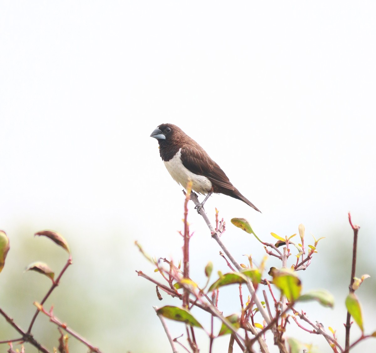 White-rumped Munia - Riedoan  Riyad