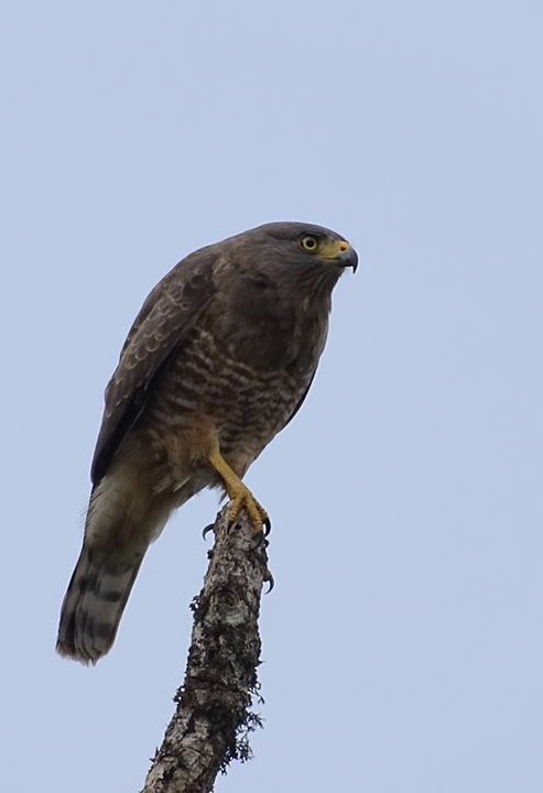 Roadside Hawk (Northern) - ML619016468