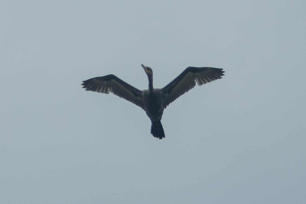 Neotropic Cormorant - Christian Carmona - CACIQUE BIRDING