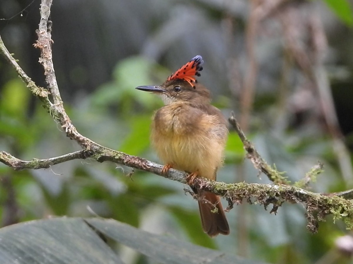 Tropical Royal Flycatcher - ML619016501