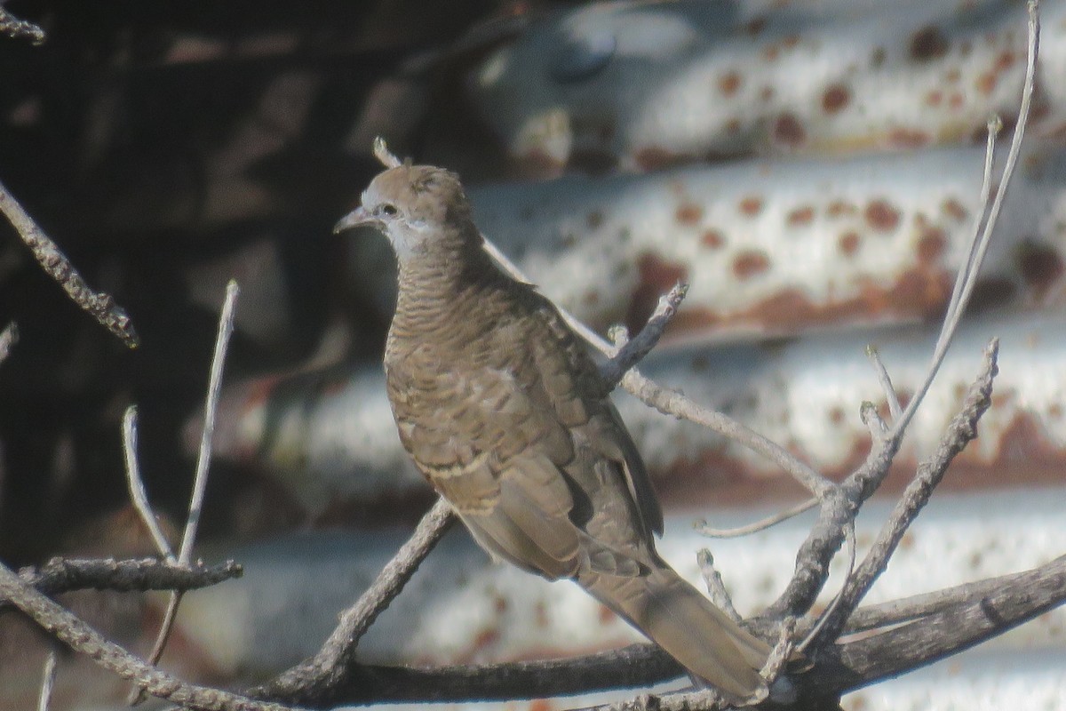 Zebra Dove - ML619016513