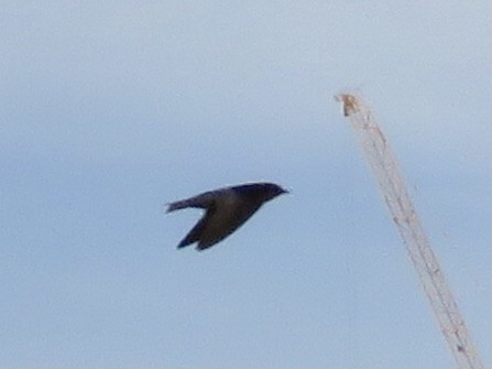 Pacific Swallow (Pacific) - ML619016519