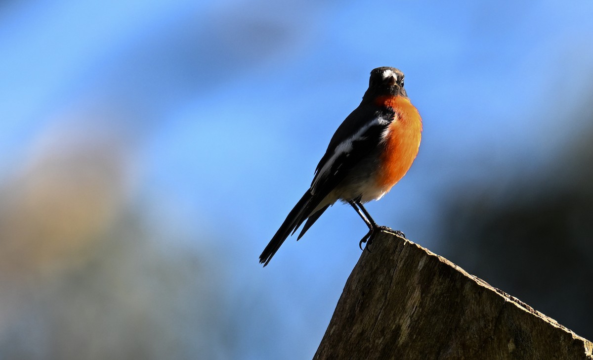 lejsčík ohnivý - ML619016522