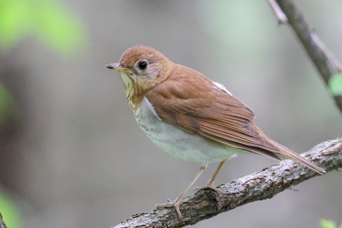 Veery - ML619016534