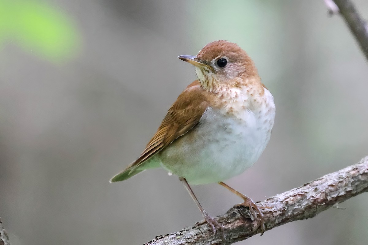 Veery - ML619016535