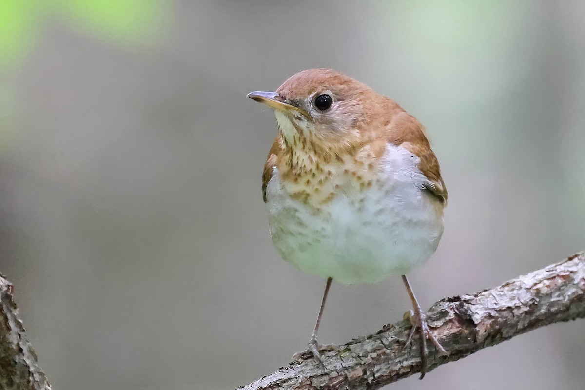 Veery - ML619016537