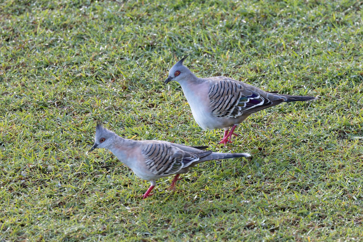 Crested Pigeon - ML619016554