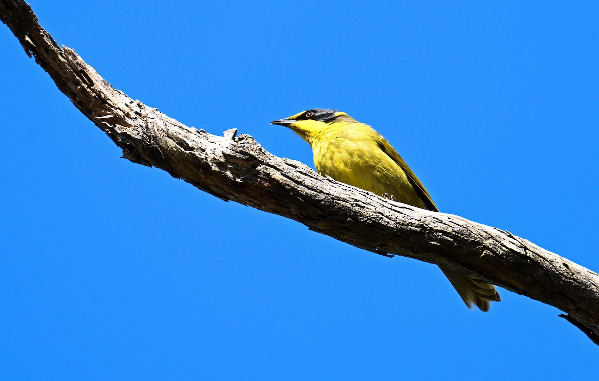 Yellow-tufted Honeyeater - ML619016555