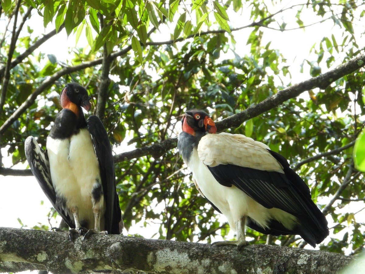 King Vulture - ML619016558