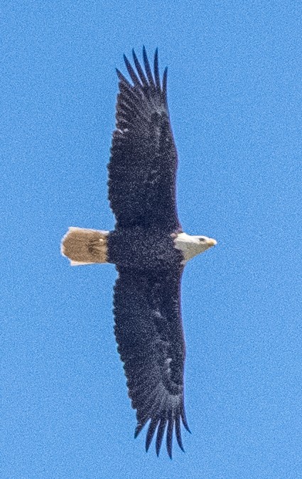 Bald Eagle - jim greenway