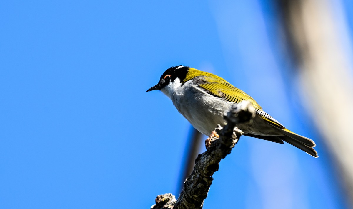 White-naped Honeyeater - ML619016563