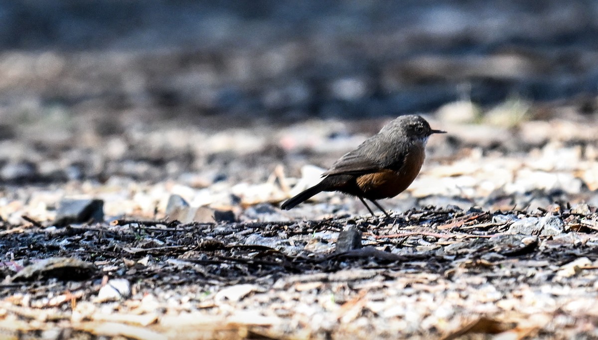 Rockwarbler - ML619016568