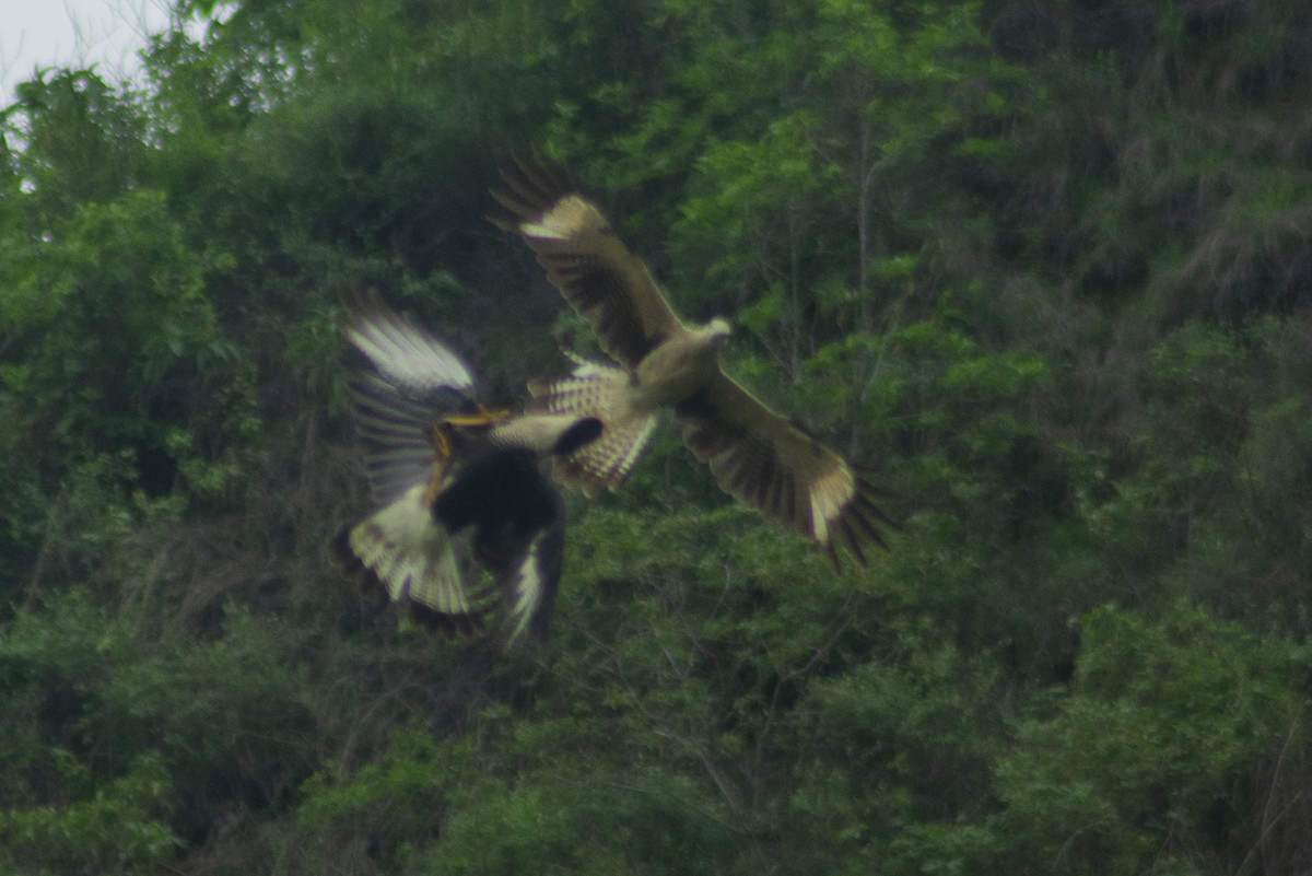 Yellow-headed Caracara - ML619016579