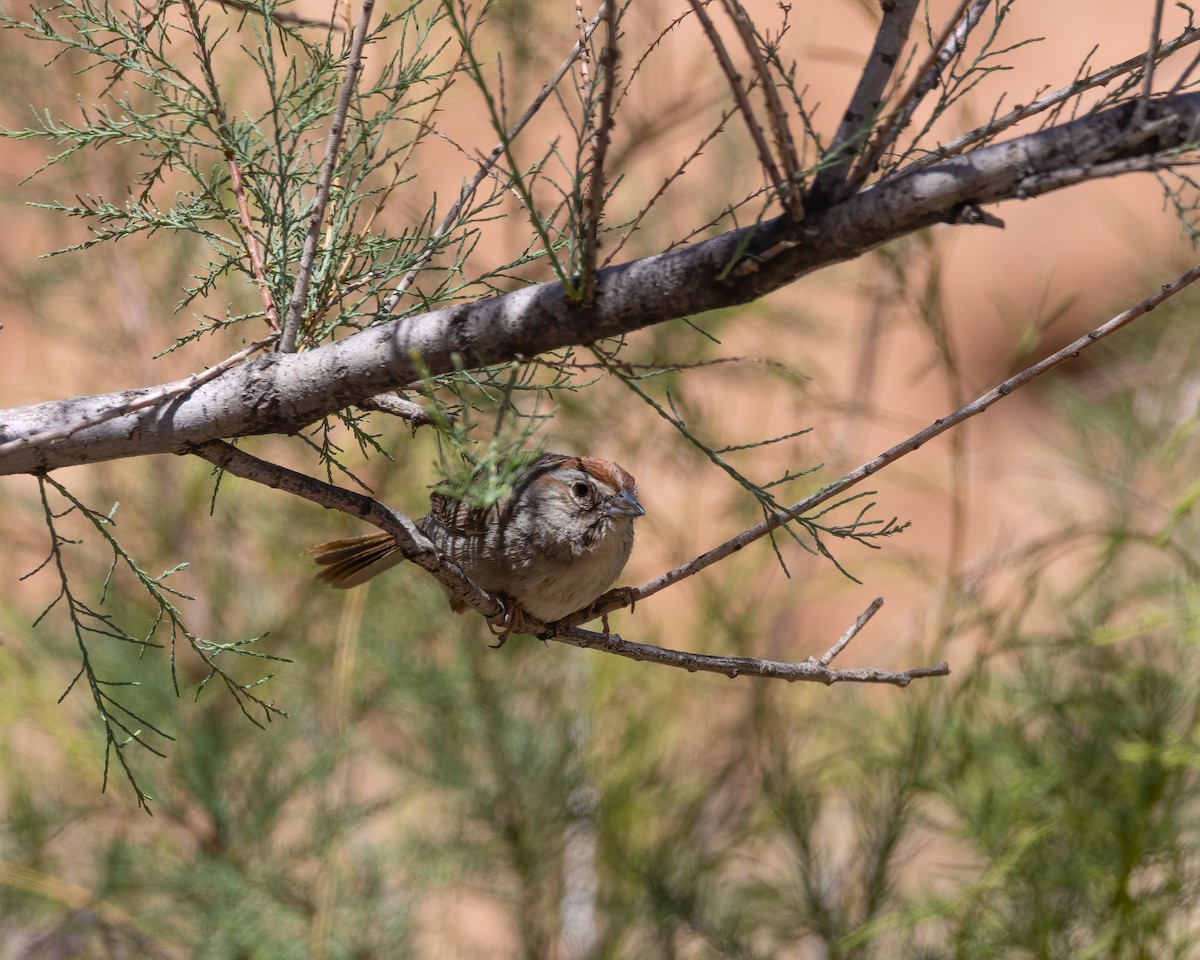 Rufous-crowned Sparrow - Quinn Diaz