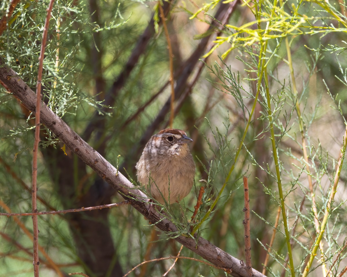 Rufous-crowned Sparrow - Quinn Diaz