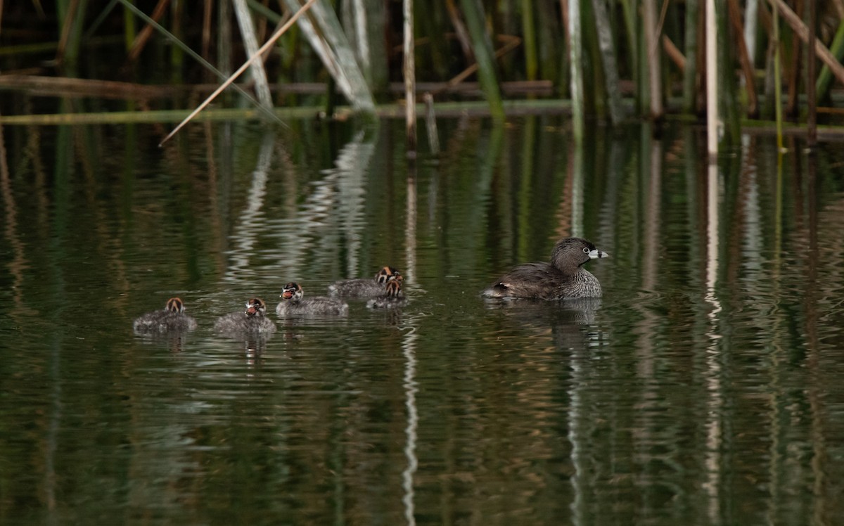 Pied-billed Grebe - ML619016601