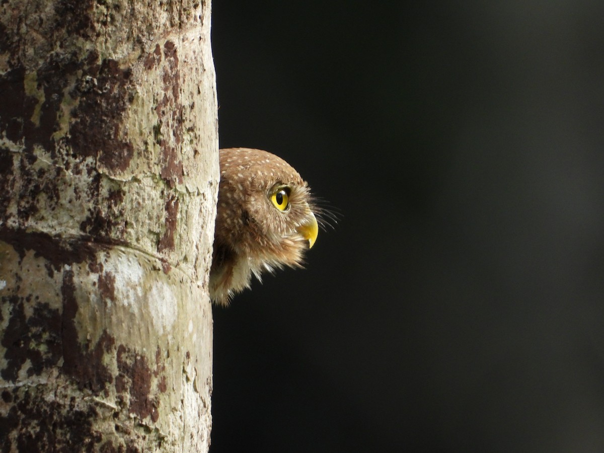 Central American Pygmy-Owl - Juan Carlos Melendez