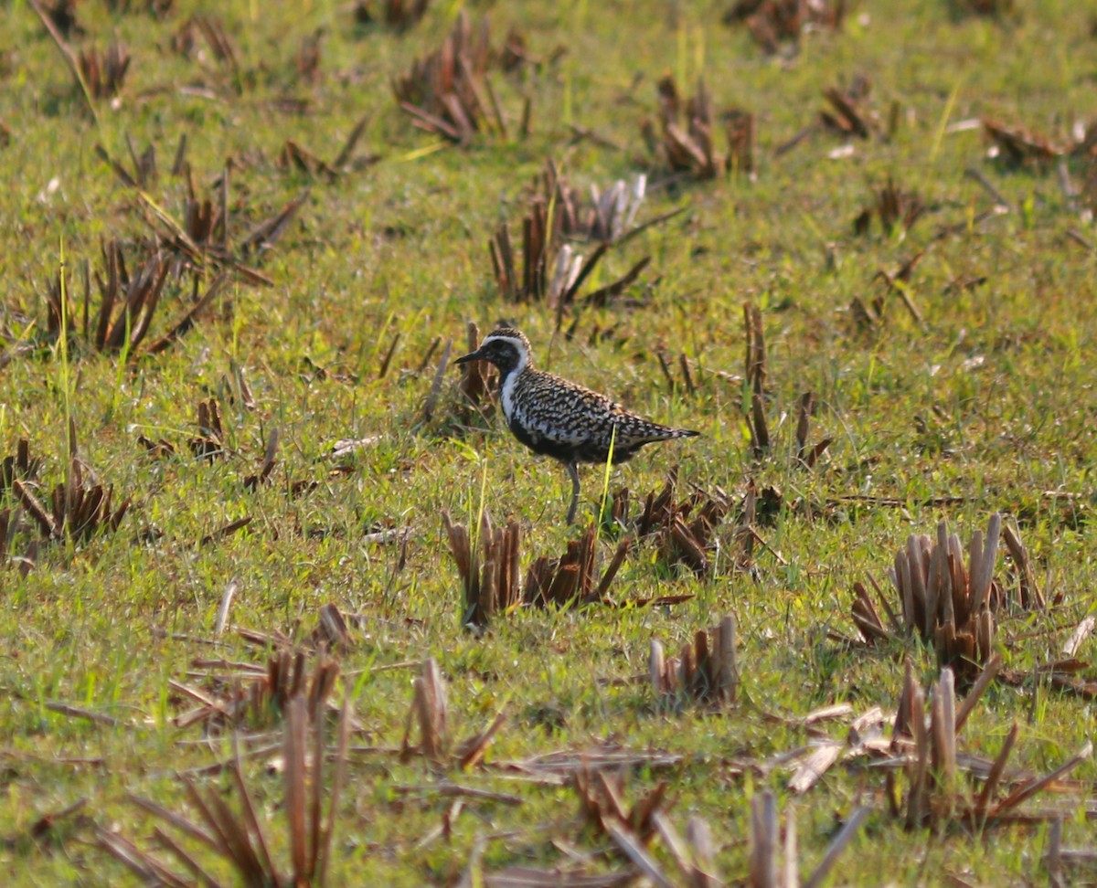 Pacific Golden-Plover - ML619016634