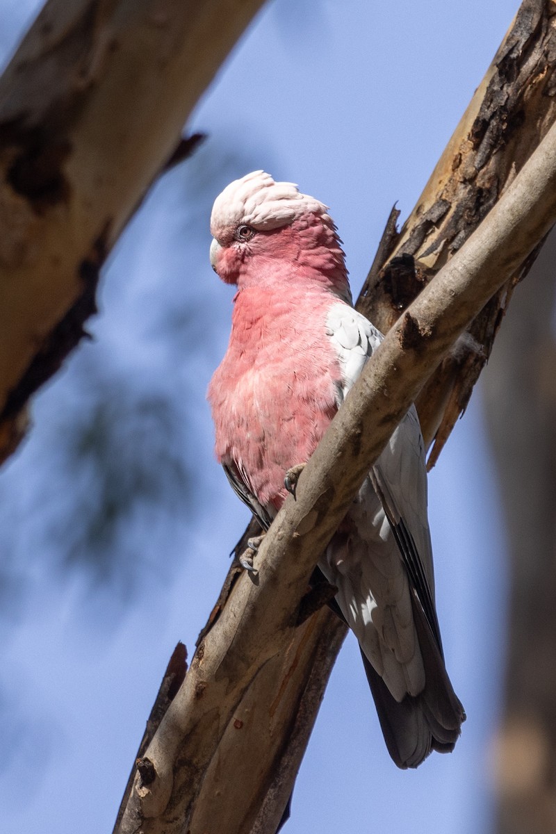 Galah - ML619016639