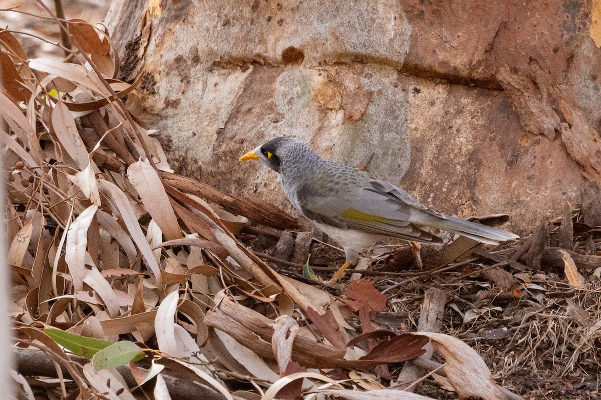 Noisy Miner - ML619016647