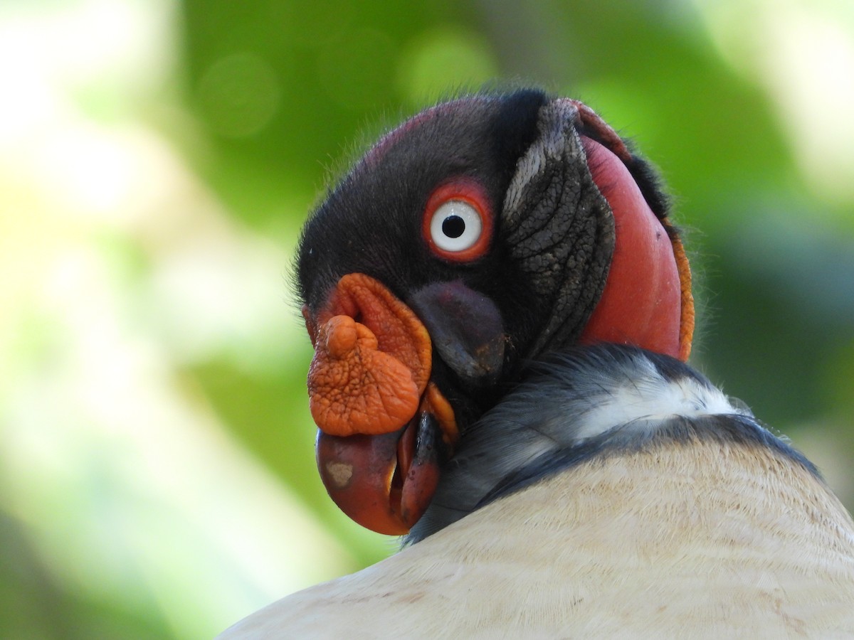 King Vulture - ML619016660