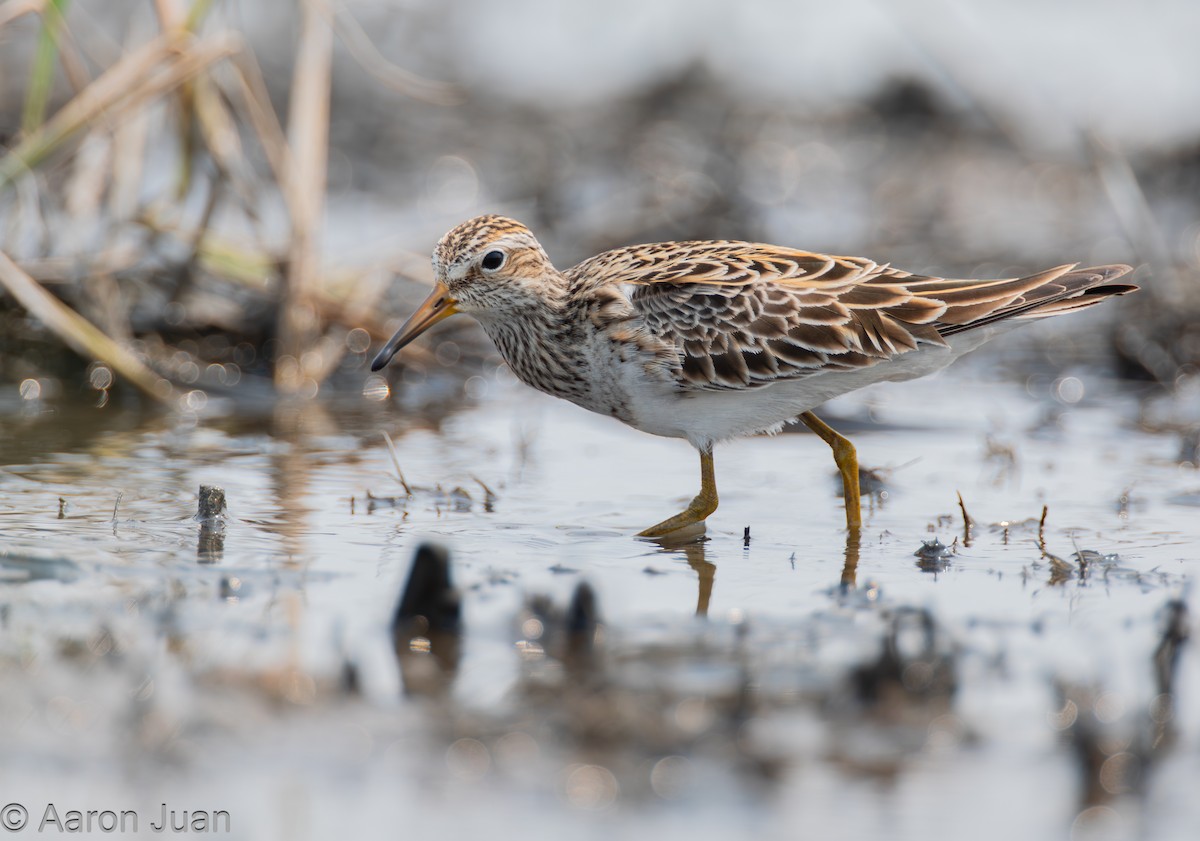 Pectoral Sandpiper - Aaron Juan