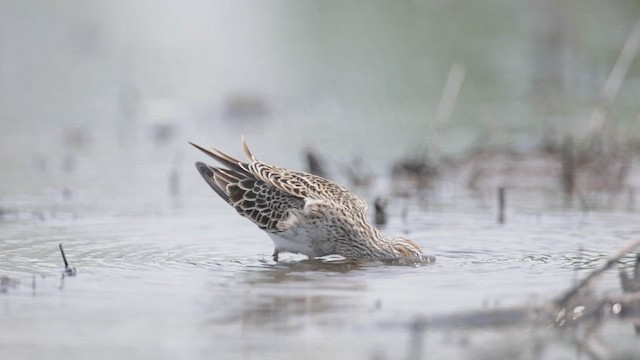 Pectoral Sandpiper - ML619016666