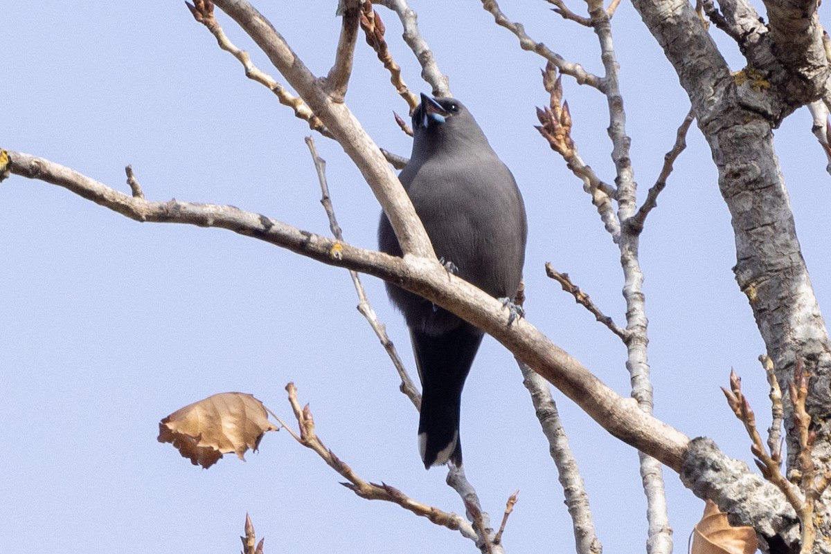 Dusky Woodswallow - ML619016667