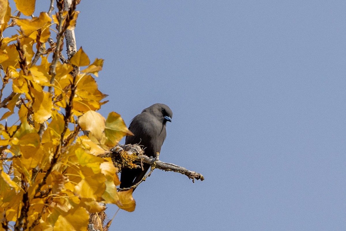 Dusky Woodswallow - ML619016668