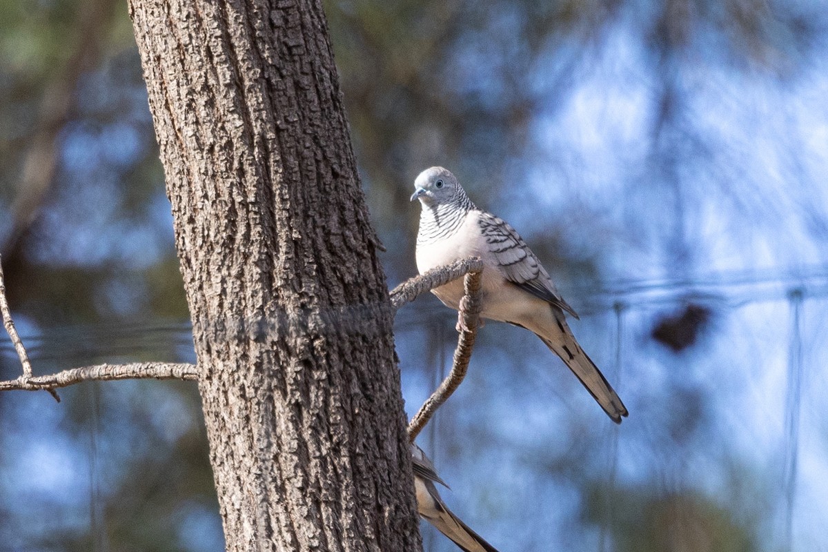 Peaceful Dove - ML619016669