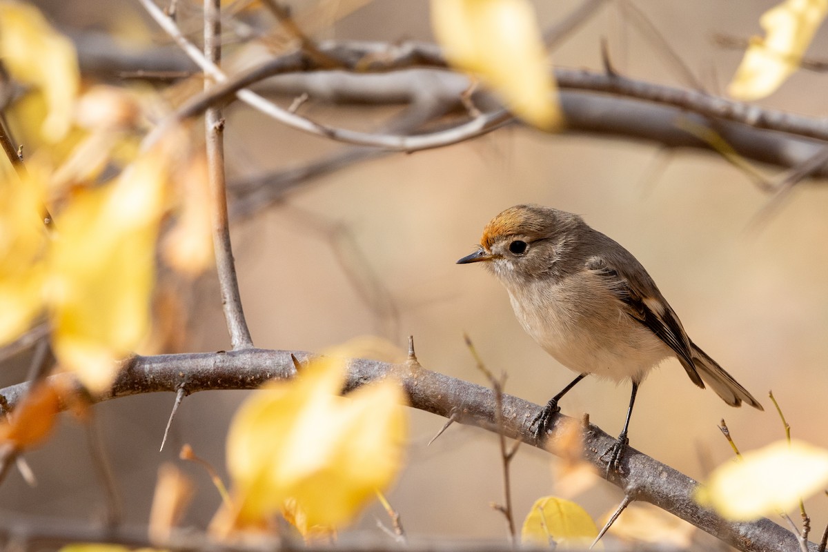 Red-capped Robin - ML619016677