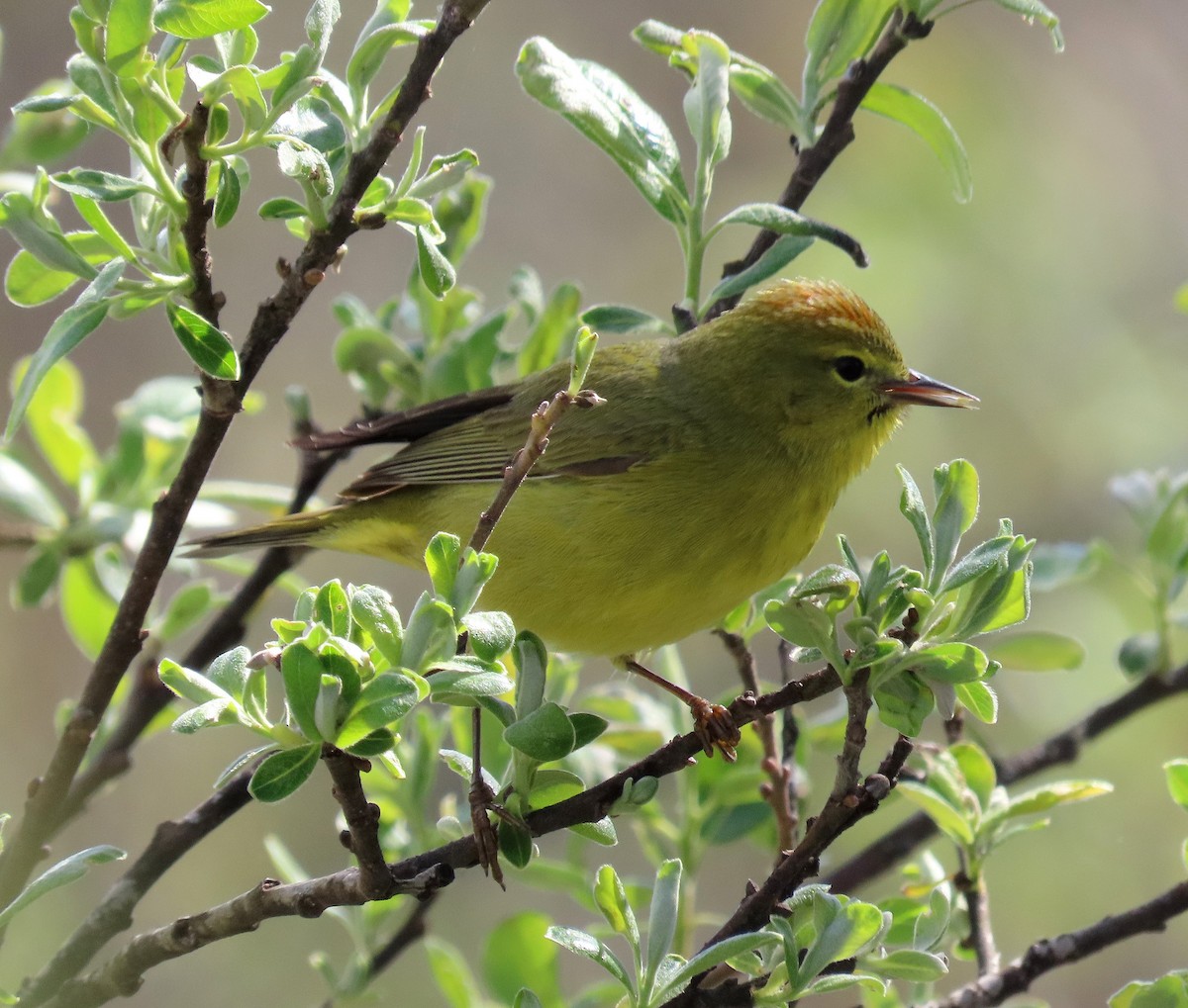 Orange-crowned Warbler - Terri Osborn