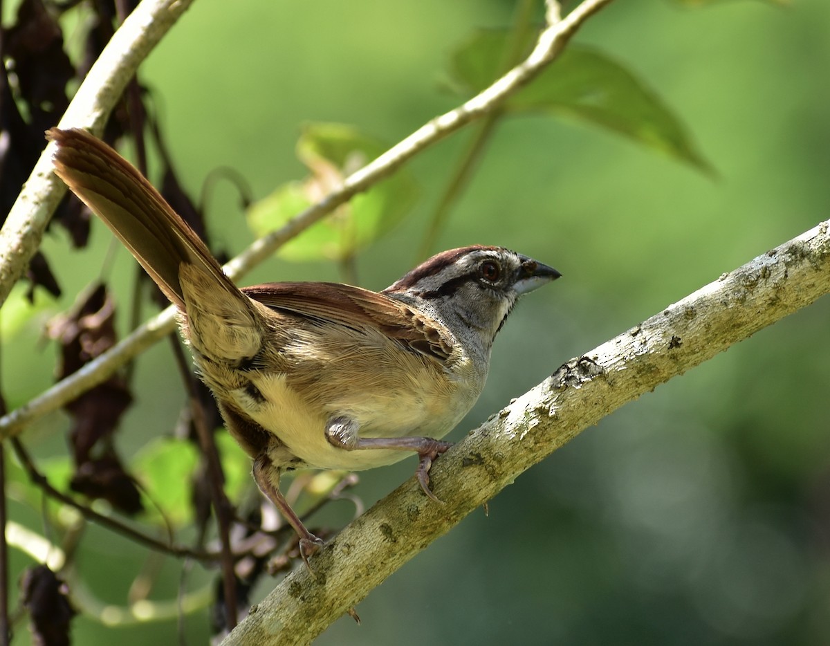 Rusty Sparrow - MIGUEL GARCIA CRUZ