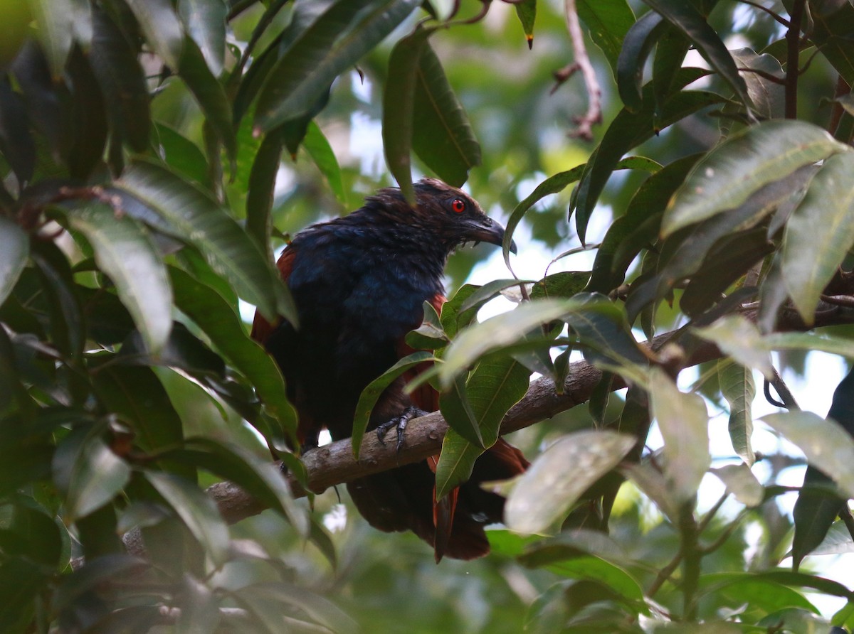 Greater Coucal - ML619016688