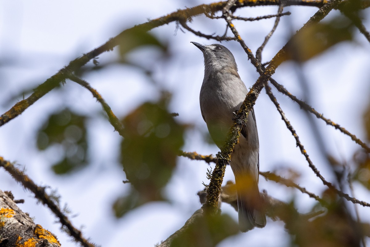 Gray Shrikethrush - ML619016698