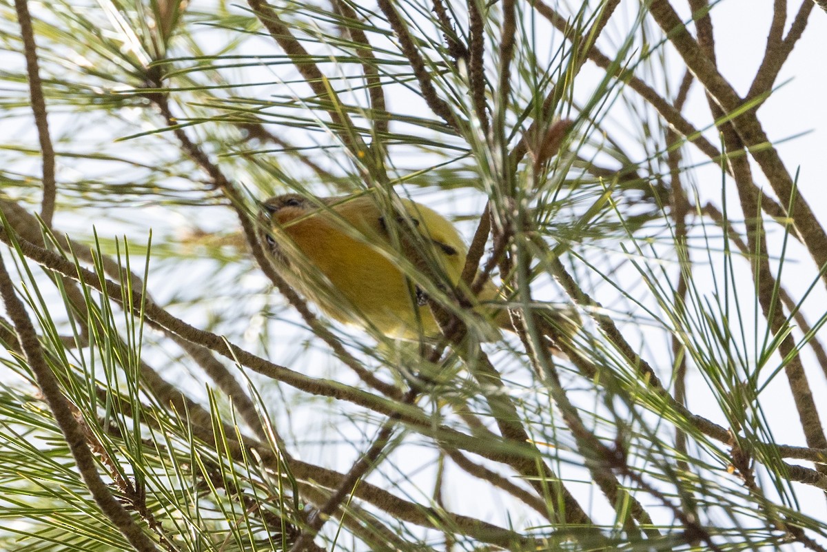 Yellow Thornbill - ML619016704