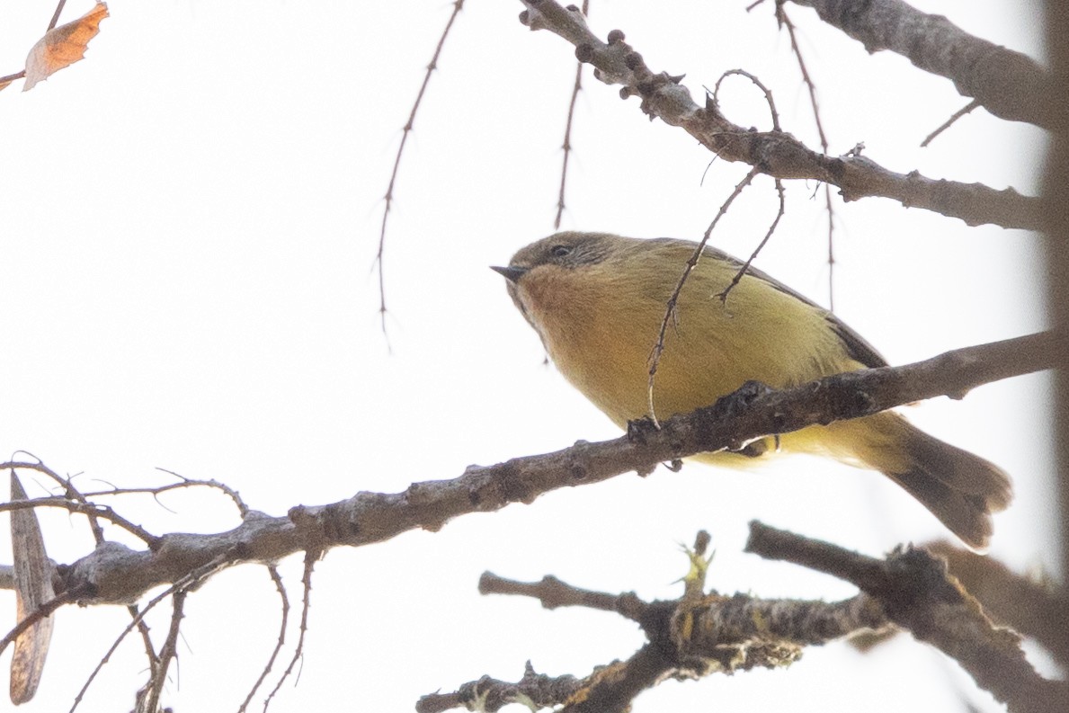 Yellow Thornbill - ML619016705