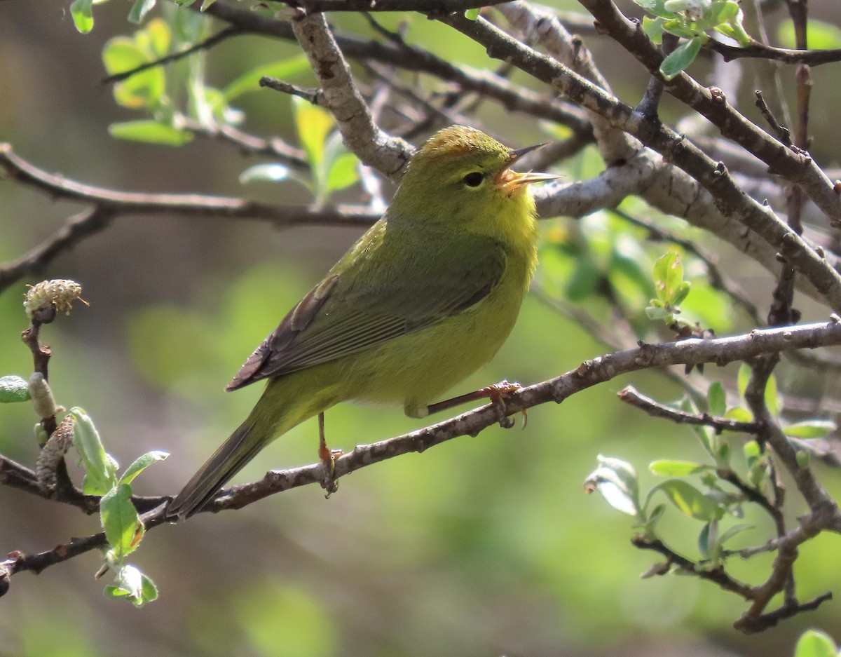 Orange-crowned Warbler - ML619016706