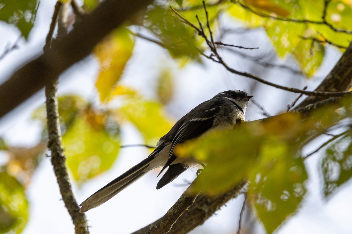 Gray Fantail - ML619016709