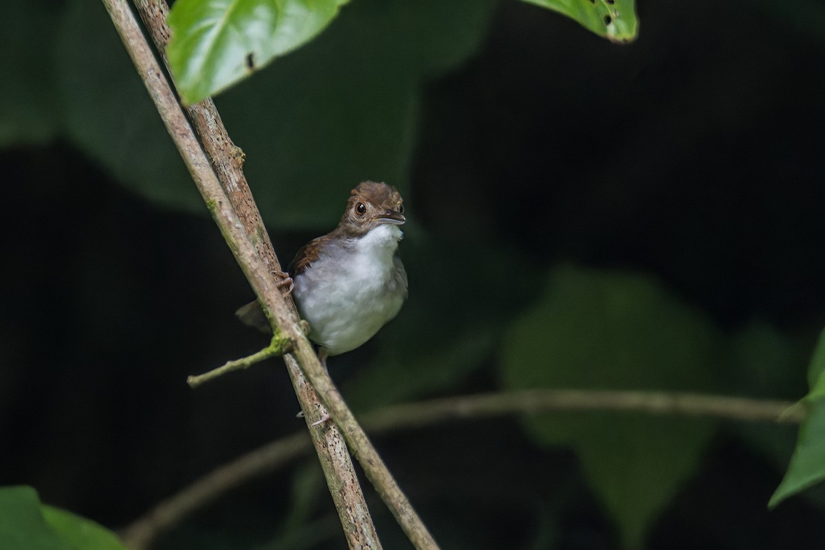 White-chested Babbler (Malayan) - ML619016718