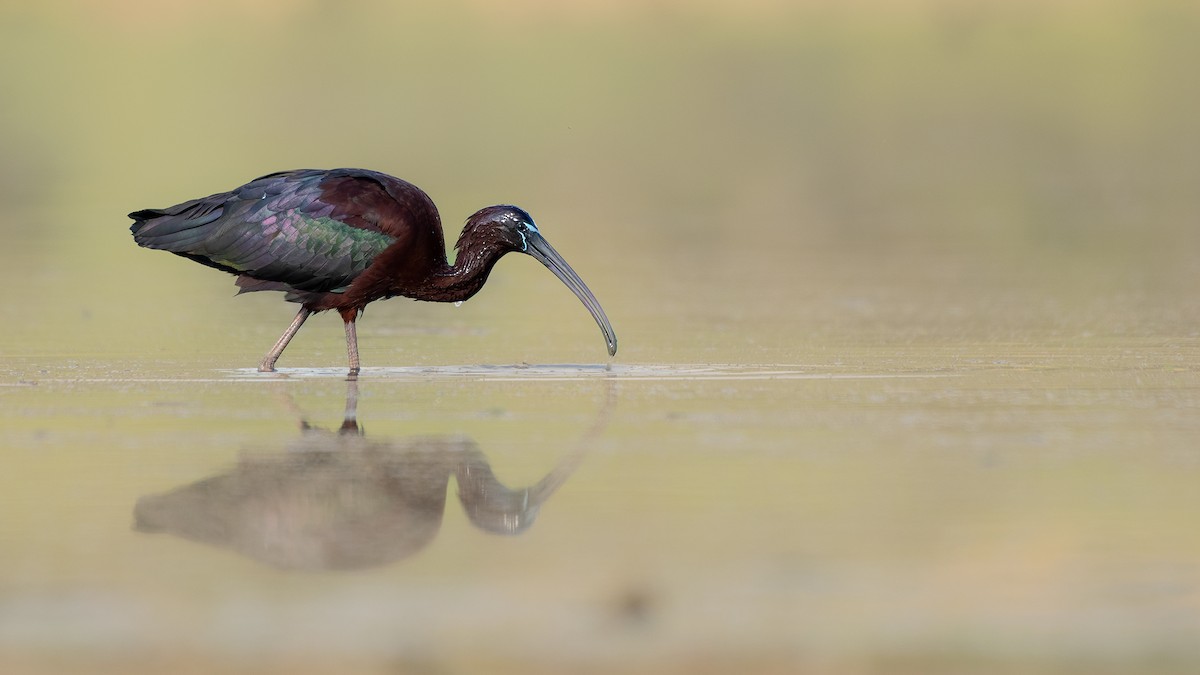 ibis hnědý - ML619016721