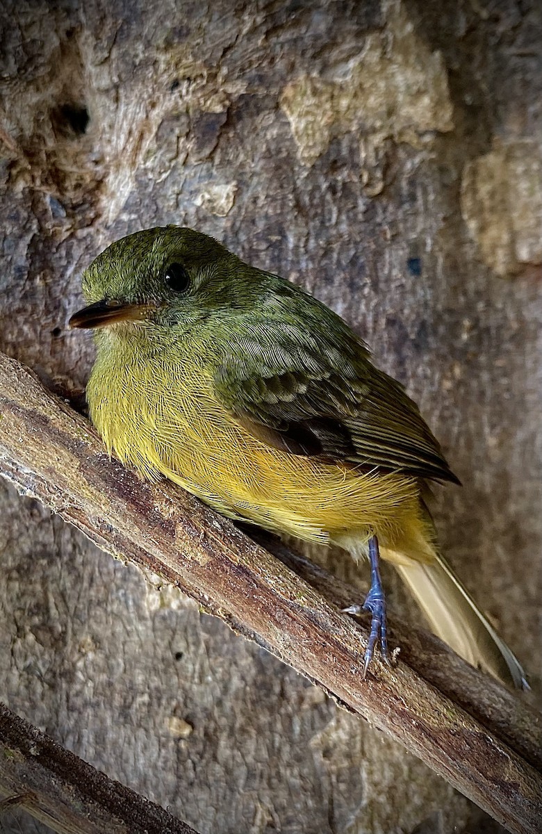 Ochre-bellied Flycatcher - ML619016726