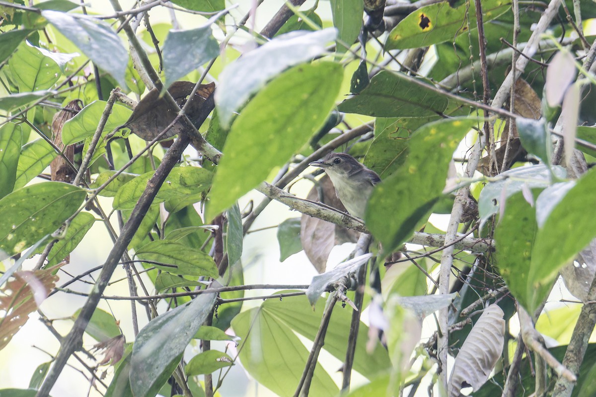 Sooty-capped Babbler - Wich’yanan Limparungpatthanakij