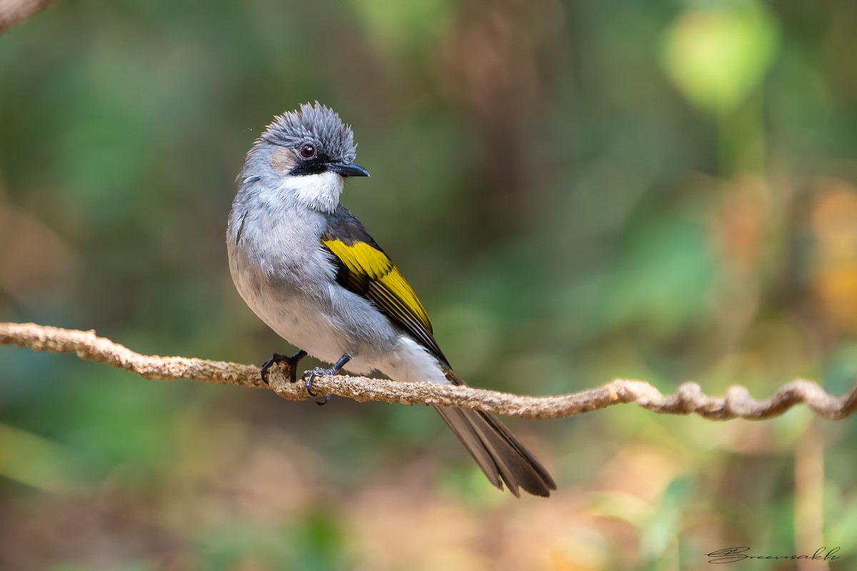 Ashy Bulbul - Sree Priya