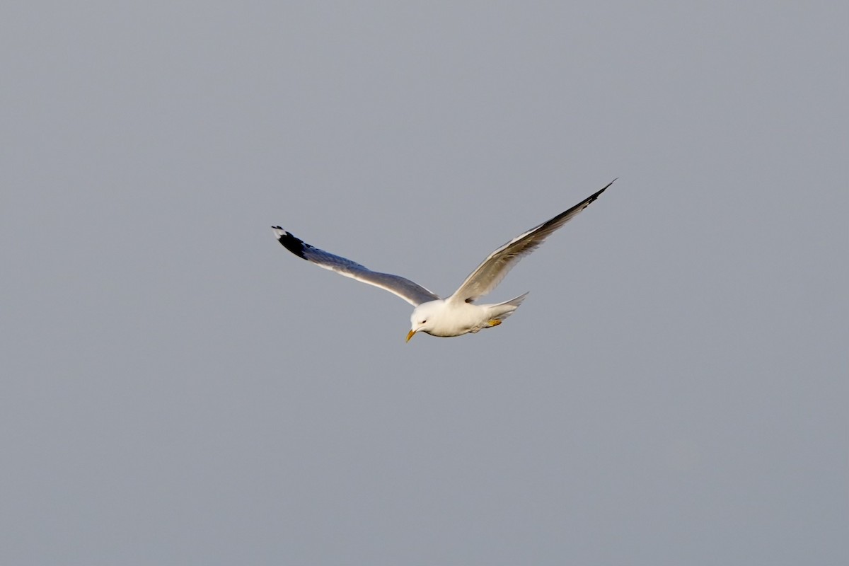 Common Gull - Willem Van Bergen