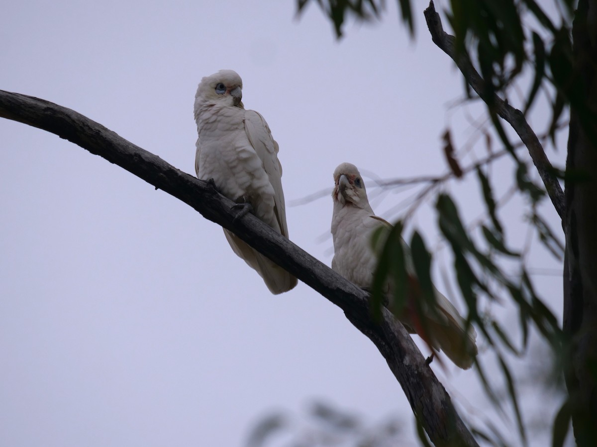 Cacatúa Sanguínea - ML619016759