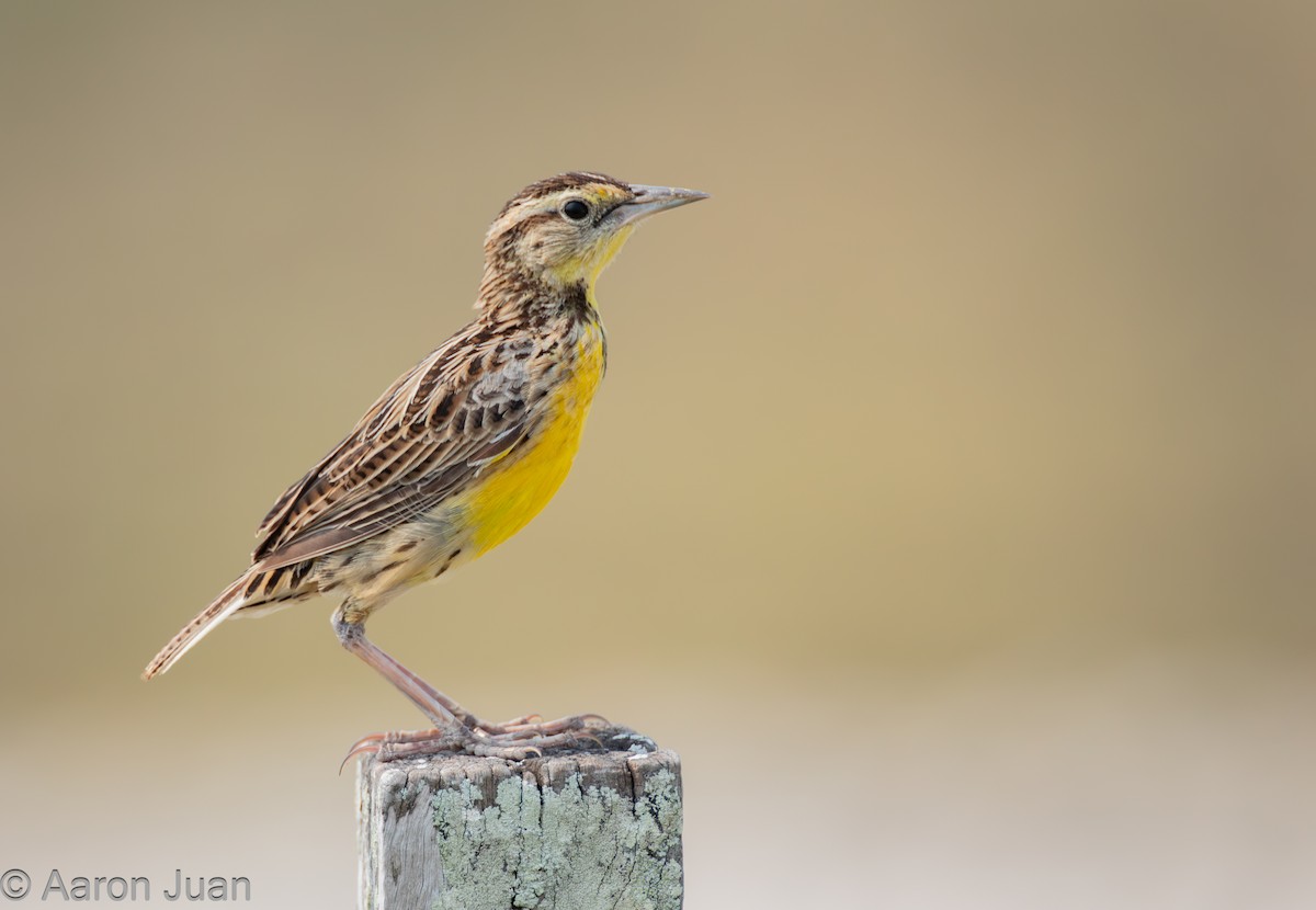 Eastern Meadowlark - Aaron Juan