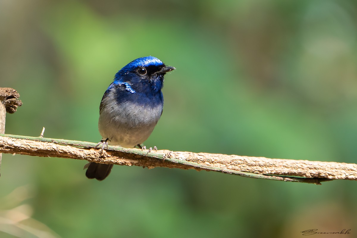 Small Niltava - Sree Priya