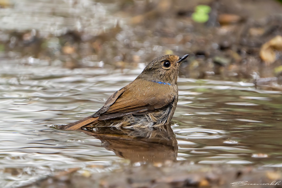 Small Niltava - Sree Priya