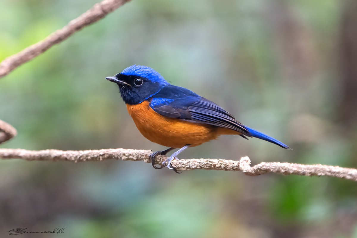 Rufous-bellied Niltava - Sree Priya